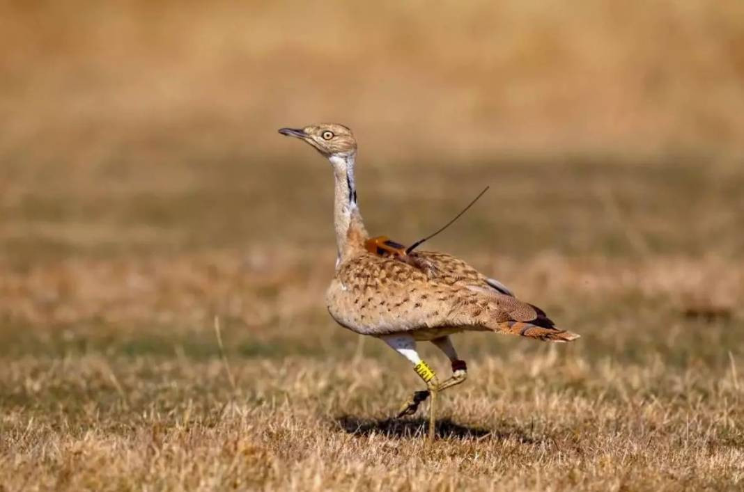 Anadolu Parsını avlayanlar yandı! Cezası 30 milyon lira - Resim: 5